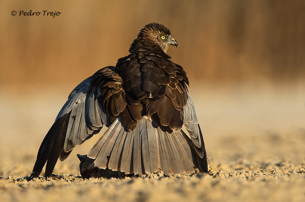 Aguilucho lagunero (Circus aeruginosus)